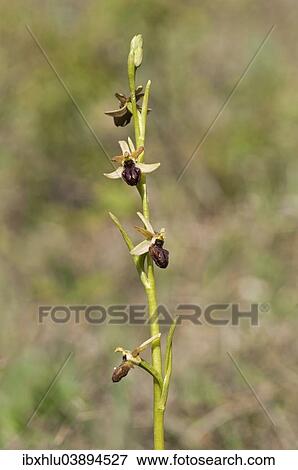 "Early Spider Orchid (Ophrys sphegodes), Baden-Wurttemberg, Germany, Europe" View Large Photo Image Stock Photo - "Early Spider Orchid (Ophrys sphegodes), Baden-Wurttemberg, Germany, Europe". Fotosearch