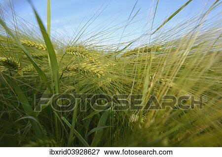 Ears of barley (Hordeum vulgare) View Large Photo Image Stock Photo - Ears of barley (Hordeum vulgare). Fotosearch