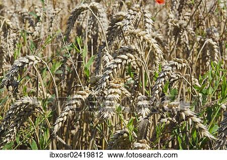 "Ears of grain in a field of Wheat (Triticum) in the Hallertau area, Mainburg, Bavaria, Germany, Europe" View Large Photo Image Stock Image - "Ears of grain in a field of Wheat (Triticum) in the Hallertau area, Mainburg, Bavaria, Germany, Europe". Fotosearch