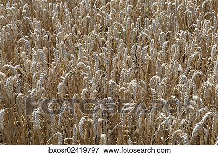 "Ears of grain in a field of Wheat (Triticum) in the Hallertau area, Mainburg, Bavaria, Germany, Europe" View Large Photo Image Stock Photo - "Ears of grain in a field of Wheat (Triticum) in the Hallertau area, Mainburg, Bavaria, Germany, Europe". Fotosearch
