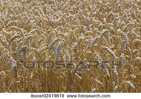 "Ears of grain in a field of Wheat (Triticum), Hallertau area, Mainburg, Bavaria, Germany, Europe" View Large Photo Image Stock Photo - "Ears of grain in a field of Wheat (Triticum), Hallertau area, Mainburg, Bavaria, Germany, Europe". Fotosearch