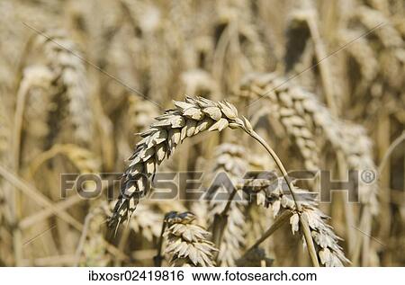 "Ears of grain in a field of Wheat (Triticum), Hallertau area, Mainburg, Bavaria, Germany, Europe" View Large Photo Image Stock Photograph - "Ears of grain in a field of Wheat (Triticum), Hallertau area, Mainburg, Bavaria, Germany, Europe". Fotosearch