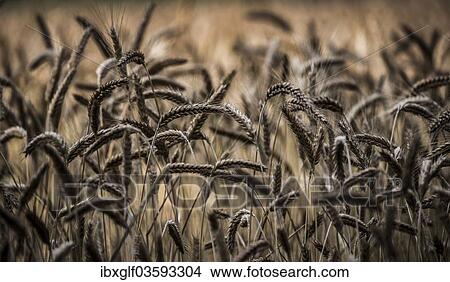 "Ears of wheat in a grainfield, Munich, Upper Bavaria, Bavaria, Germany, Europe" View Large Photo Image Picture - "Ears of wheat in a grainfield, Munich, Upper Bavaria, Bavaria, Germany, Europe". Fotosearch