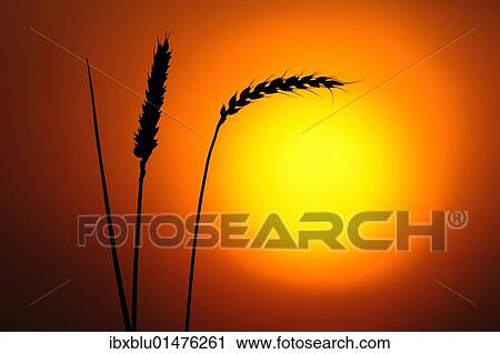 Ears of wheat in front of the sun View Large Photo Image Stock Image - Ears of wheat in front of the sun. Fotosearch