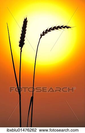 Ears of wheat in front of the sun View Large Photo Image Stock Image - Ears of wheat in front of the sun. Fotosearch