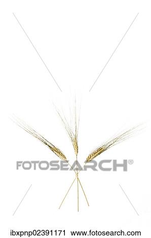 Ears of wheat (Triticum spp. ) cultivar Senatore Cappelli View Large Photo Image Stock Image - Ears of wheat (Triticum spp. ) cultivar Senatore Cappelli. Fotosearch