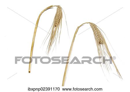 Ears of wheat (Triticum spp. ) View Large Photo Image Stock Image - Ears of wheat (Triticum spp. ). Fotosearch
