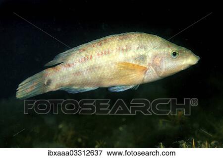 "East Atlantic Peacock Wrasse (Symphodus tinca), Black Sea, Crimea, Ukraine, Europe" View Large Photo Image Stock Photo - "East Atlantic Peacock Wrasse (Symphodus tinca), Black Sea, Crimea, Ukraine, Europe". Fotosearch