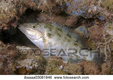 "East Atlantic Peacock Wrasse (Symphodus tinca), Black Sea, Crimea, Ukraine, Europe" View Large Photo Image Stock Photograph - "East Atlantic Peacock Wrasse (Symphodus tinca), Black Sea, Crimea, Ukraine, Europe". Fotosearch