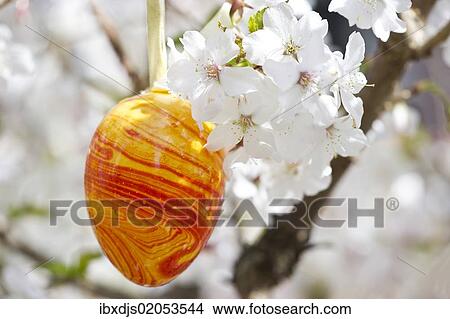 Easter egg and cherry blossoms View Large Photo Image Picture - Easter egg and cherry blossoms. Fotosearch