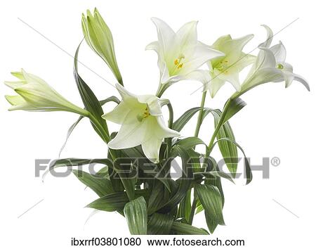 Easter lilies (Lilium longiflorum) View Large Photo Image Stock Image - Easter lilies (Lilium longiflorum). Fotosearch