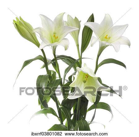 Easter lilies (Lilium longiflorum) View Large Photo Image Stock Image - Easter lilies (Lilium longiflorum). Fotosearch