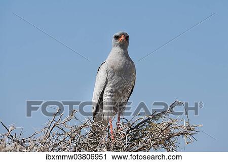 "Eastern Chanting Goshawk (Melierax poliopterus) sitting in dry acacia, Etosha National Park, Namibia, Africa" View Large Photo Image Stock Image - "Eastern Chanting Goshawk (Melierax poliopterus) sitting in dry acacia, Etosha National Park, Namibia, Africa". Fotosearch