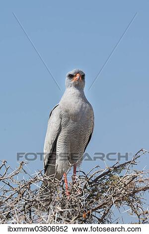 "Eastern Chanting Goshawk (Melierax poliopterus) sitting in dry acacia, Etosha National Park, Namibia, Africa" View Large Photo Image Stock Image - "Eastern Chanting Goshawk (Melierax poliopterus) sitting in dry acacia, Etosha National Park, Namibia, Africa". Fotosearch