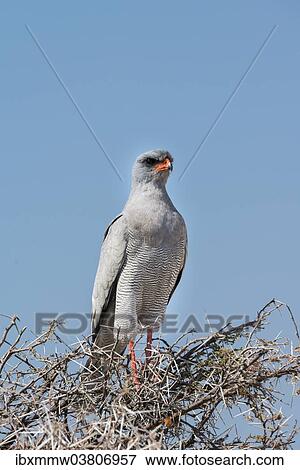 "Eastern Chanting Goshawk (Melierax poliopterus) sitting in dry acacia, Etosha National Park, Namibia, Africa" View Large Photo Image Stock Photo - "Eastern Chanting Goshawk (Melierax poliopterus) sitting in dry acacia, Etosha National Park, Namibia, Africa". Fotosearch