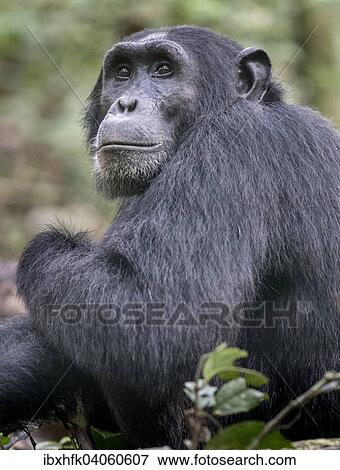 "Eastern Chimpanzee (Pan troglodytes schweinfurthii), Kibale Forest, Uganda, Africa" View Large Photo Image Stock Photo - "Eastern Chimpanzee (Pan troglodytes schweinfurthii), Kibale Forest, Uganda, Africa". Fotosearch