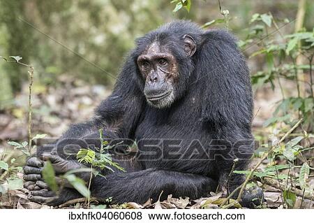 "Eastern Chimpanzee (Pan troglodytes schweinfurthii), Kibale Forest, Uganda, Africa" View Large Photo Image Stock Photo - "Eastern Chimpanzee (Pan troglodytes schweinfurthii), Kibale Forest, Uganda, Africa". Fotosearch