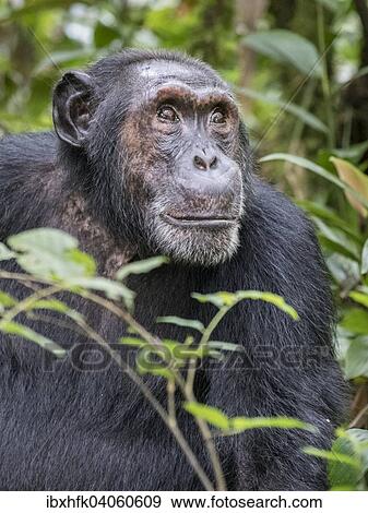 "Eastern Chimpanzee (Pan troglodytes schweinfurthii), Kibale Forest, Uganda, Africa" View Large Photo Image Stock Photo - "Eastern Chimpanzee (Pan troglodytes schweinfurthii), Kibale Forest, Uganda, Africa". Fotosearch