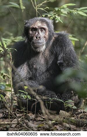 "Eastern Chimpanzee (Pan troglodytes schweinfurthii), Kibale Forest, Uganda, Africa" View Large Photo Image Stock Photography - "Eastern Chimpanzee (Pan troglodytes schweinfurthii), Kibale Forest, Uganda, Africa". Fotosearch
