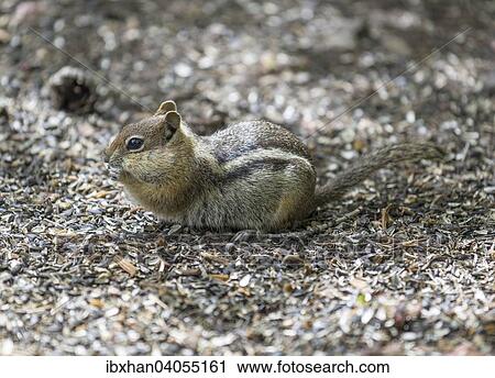 "Eastern Chipmunk (Tamias striatus), Colorado, United States, North America" View Large Photo Image Stock Image - "Eastern Chipmunk (Tamias striatus), Colorado, United States, North America". Fotosearch