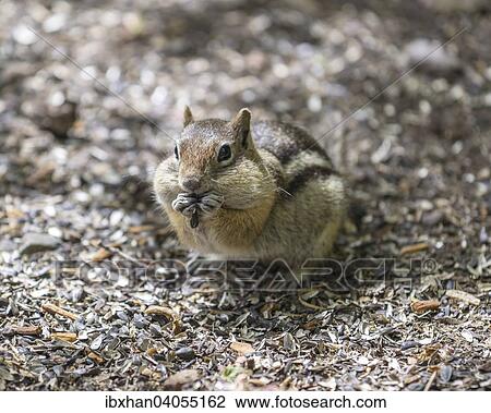 "Eastern Chipmunk (Tamias striatus), Colorado, United States, North America" View Large Photo Image Stock Image - "Eastern Chipmunk (Tamias striatus), Colorado, United States, North America". Fotosearch