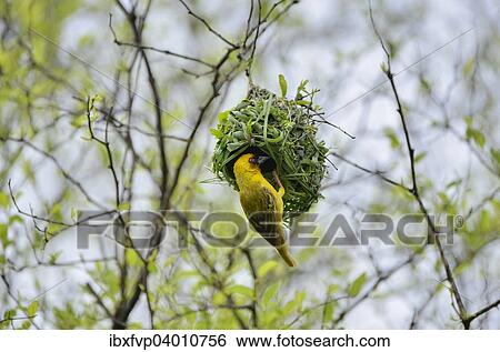 Stock Photograph - "Eastern Golden Weaver (Ploceus subaureus) building a nest, Dhofar Region, Oman, Asia". Fotosearch