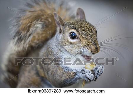 Stock Photo - "Eastern Gray Squirrel or Grey Squirrel (Sciurus carolinensis) feeding, Louisiana, United States, North America". Fotosearch