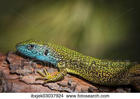 "Eastern Green Lizard (Lacerta viridis), male, Brandenburg, Brandenburg, Brandenburg, Germany, Europe" View Large Photo Image Picture - "Eastern Green Lizard (Lacerta viridis), male, Brandenburg, Brandenburg, Brandenburg, Germany, Europe". Fotosearch