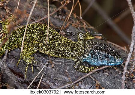 "Eastern Green Lizard (Lacerta viridis), elderly male, Brandenburg, Brandenburg, Brandenburg, Germany, Europe" View Large Photo Image Stock Image - "Eastern Green Lizard (Lacerta viridis), elderly male, Brandenburg, Brandenburg, Brandenburg, Germany, Europe". Fotosearch