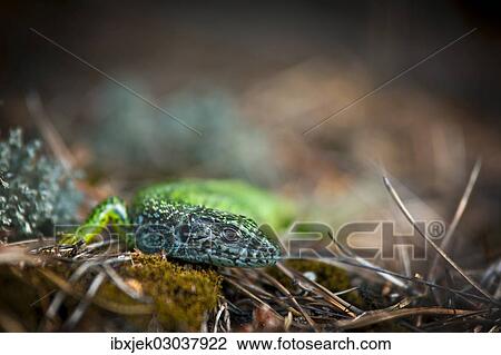 Stock Image - "Eastern Green Lizard (Lacerta viridis), female, Brandenburg, Brandenburg, Brandenburg, Germany, Europe". Fotosearch