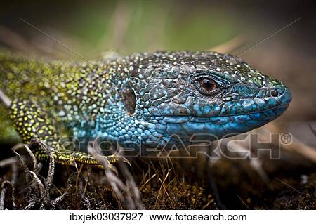 Stock Photo - "Eastern Green Lizard (Lacerta viridis), male, Brandenburg, Brandenburg, Germany, Europe". Fotosearch