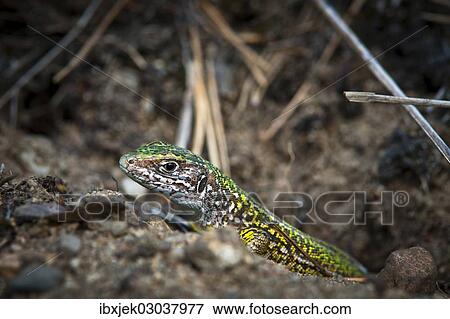 "Eastern Green Lizard (Lacerta viridis), female, Brandenburg, Brandenburg, Brandenburg, Germany, Europe" View Large Photo Image Stock Photo - "Eastern Green Lizard (Lacerta viridis), female, Brandenburg, Brandenburg, Brandenburg, Germany, Europe". Fotosearch