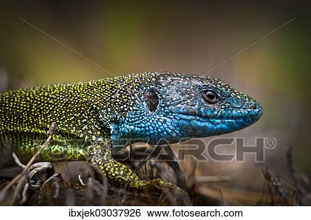 "Eastern Green Lizard (Lacerta viridis), male, Brandenburg, Brandenburg, Brandenburg, Germany, Europe" View Large Photo Image Stock Photograph - "Eastern Green Lizard (Lacerta viridis), male, Brandenburg, Brandenburg, Brandenburg, Germany, Europe". Fotosearch