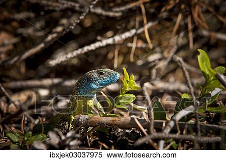 "Eastern Green Lizard (Lacerta viridis), hunting, Brandenburg, Brandenburg, Brandenburg, Germany, Europe" View Large Photo Image Stock Photography - "Eastern Green Lizard (Lacerta viridis), hunting, Brandenburg, Brandenburg, Brandenburg, Germany, Europe". Fotosearch