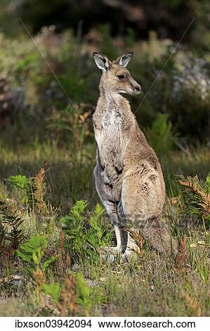 "Eastern Grey Kangaroo (Macropus giganteus), adult, Wilsons Promontory National Park, Victoria, Australia, Oceania" View Large Photo Image Picture - "Eastern Grey Kangaroo (Macropus giganteus), adult, Wilsons Promontory National Park, Victoria, Australia, Oceania". Fotosearch