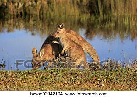 "Eastern Grey Kangaroo (Macropus giganteus) female with joey, at the water, Wilsons Promontory National Park, Victoria, Australia, Oceania" View Large Photo Image Picture - "Eastern Grey Kangaroo (Macropus giganteus) female with joey, at the water, Wilsons Promontory National Park, Victoria, Australia, Oceania". Fotosearch