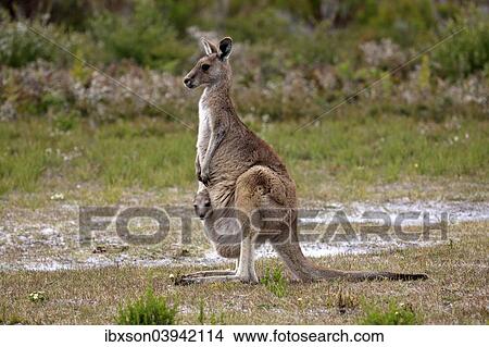 Picture - "Eastern Grey Kangaroo (Macropus giganteus) female with joey looking out of pouch, Wilsons Promontory National Park, Victoria, Australia, Oceania". Fotosearch