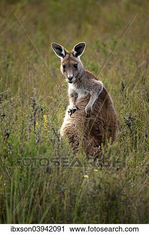 "Eastern Grey Kangaroo (Macropus giganteus), adult, grooming, Wilsons Promontory National Park, Victoria, Australia, Oceania" View Large Photo Image Stock Image - "Eastern Grey Kangaroo (Macropus giganteus), adult, grooming, Wilsons Promontory National Park, Victoria, Australia, Oceania". Fotosearch
