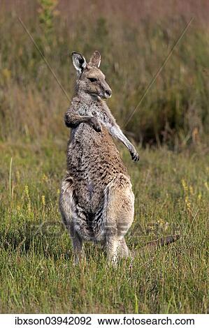 "Eastern Grey Kangaroo (Macropus giganteus), adult, grooming, Wilsons Promontory National Park, Victoria, Australia, Oceania" View Large Photo Image Stock Image - "Eastern Grey Kangaroo (Macropus giganteus), adult, grooming, Wilsons Promontory National Park, Victoria, Australia, Oceania". Fotosearch
