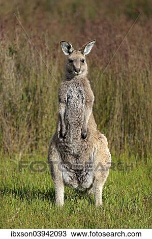 "Eastern Grey Kangaroo (Macropus giganteus), adult, Wilsons Promontory National Park, Victoria, Australia, Oceania" View Large Photo Image Stock Image - "Eastern Grey Kangaroo (Macropus giganteus), adult, Wilsons Promontory National Park, Victoria, Australia, Oceania". Fotosearch