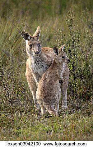 "Eastern Grey Kangaroo (Macropus giganteus) mother with young, Wilsons Promontory National Park, Victoria, Australia, Oceania" View Large Photo Image Stock Image - "Eastern Grey Kangaroo (Macropus giganteus) mother with young, Wilsons Promontory National Park, Victoria, Australia, Oceania". Fotosearch