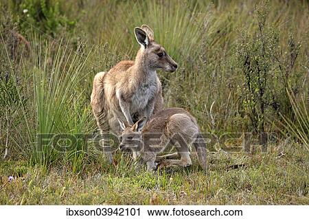 "Eastern Grey Kangaroo (Macropus giganteus) mother with young, Wilsons Promontory National Park, Victoria, Australia, Oceania" View Large Photo Image Stock Image - "Eastern Grey Kangaroo (Macropus giganteus) mother with young, Wilsons Promontory National Park, Victoria, Australia, Oceania". Fotosearch