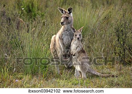 "Eastern Grey Kangaroo (Macropus giganteus) mother with young, Wilsons Promontory National Park, Victoria, Australia, Oceania" View Large Photo Image Stock Image - "Eastern Grey Kangaroo (Macropus giganteus) mother with young, Wilsons Promontory National Park, Victoria, Australia, Oceania". Fotosearch