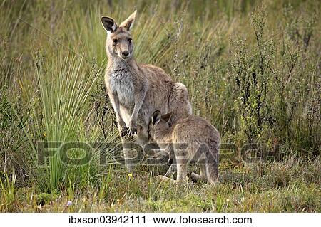 "Eastern Grey Kangaroo (Macropus giganteus) female with joey, Wilsons Promontory National Park, Victoria, Australia, Oceania" View Large Photo Image Stock Image - "Eastern Grey Kangaroo (Macropus giganteus) female with joey, Wilsons Promontory National Park, Victoria, Australia, Oceania". Fotosearch