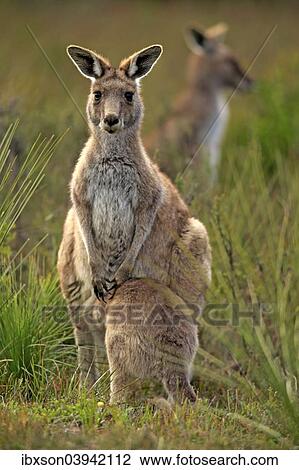"Eastern Grey Kangaroo (Macropus giganteus) female with joey, Wilsons Promontory National Park, Victoria, Australia, Oceania" View Large Photo Image Stock Image - "Eastern Grey Kangaroo (Macropus giganteus) female with joey, Wilsons Promontory National Park, Victoria, Australia, Oceania". Fotosearch