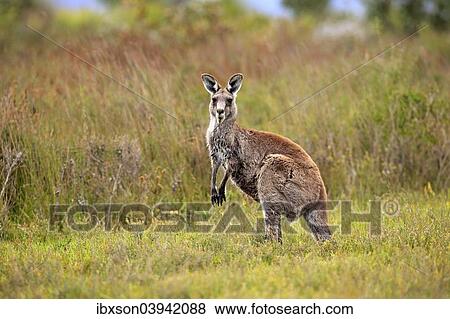 Stock Photo - "Eastern Grey Kangaroo (Macropus giganteus), adult, alert, Wilsons Promontory National Park, Victoria, Australia, Oceania". Fotosearch
