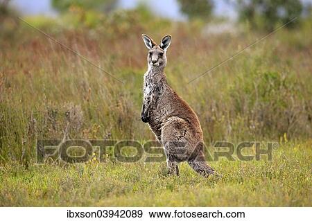 "Eastern Grey Kangaroo (Macropus giganteus), adult, alert, Wilsons Promontory National Park, Victoria, Australia, Oceania" View Large Photo Image Stock Photo - "Eastern Grey Kangaroo (Macropus giganteus), adult, alert, Wilsons Promontory National Park, Victoria, Australia, Oceania". Fotosearch
