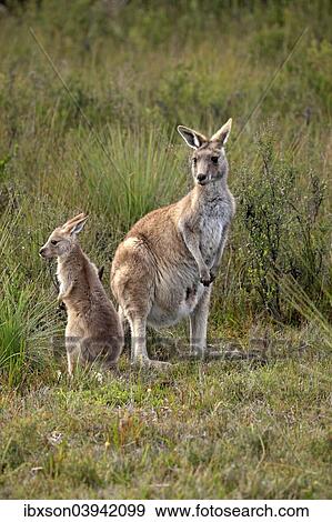 "Eastern Grey Kangaroo (Macropus giganteus) mother with young, Wilsons Promontory National Park, Victoria, Australia, Oceania" View Large Photo Image Stock Photo - "Eastern Grey Kangaroo (Macropus giganteus) mother with young, Wilsons Promontory National Park, Victoria, Australia, Oceania". Fotosearch