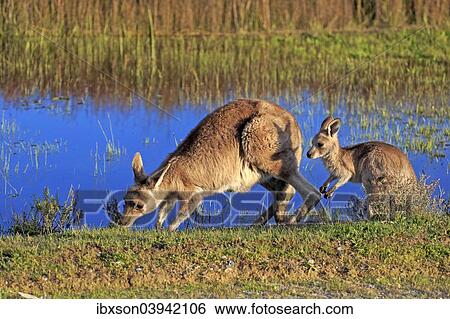 "Eastern Grey Kangaroo (Macropus giganteus) female with joey, at the water, Wilsons Promontory National Park, Victoria, Australia, Oceania" View Large Photo Image Stock Photograph - "Eastern Grey Kangaroo (Macropus giganteus) female with joey, at the water, Wilsons Promontory National Park, Victoria, Australia, Oceania". Fotosearch