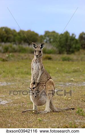 "Eastern Grey Kangaroo (Macropus giganteus) female with joey looking out of pouch, Wilsons Promontory National Park, Victoria, Australia, Oceania" View Large Photo Image Stock Photograph - "Eastern Grey Kangaroo (Macropus giganteus) female with joey looking out of pouch, Wilsons Promontory National Park, Victoria, Australia, Oceania". Fotosearch